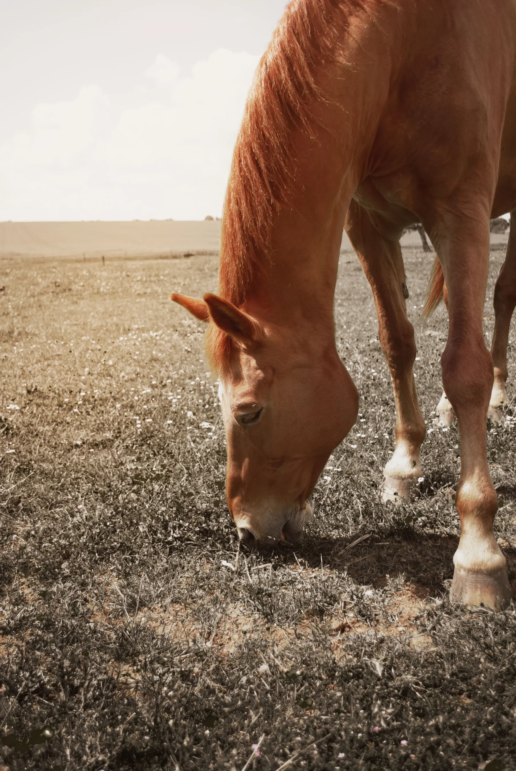 un cheval en pension dans son paddock en train de manger