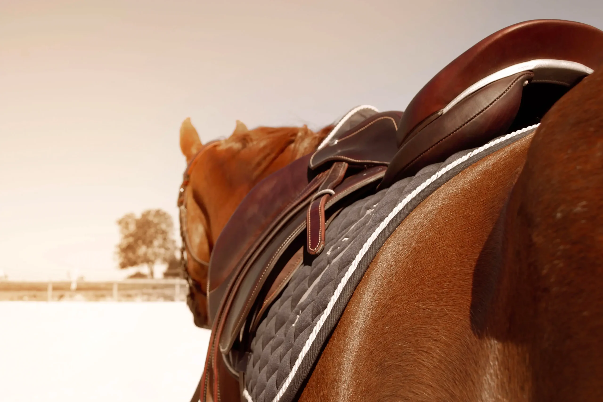 zoom sur la selle du cheval